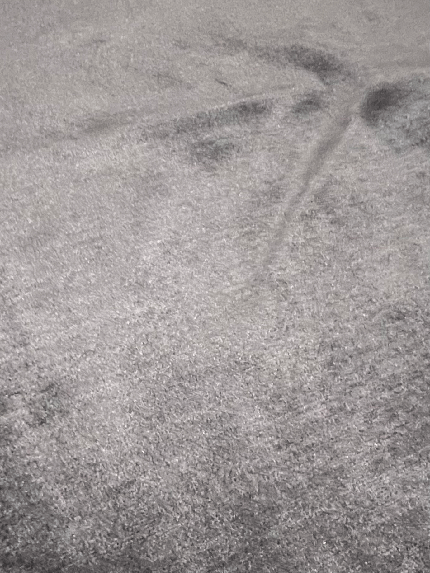Alfombra SH1346 · Detalle 1